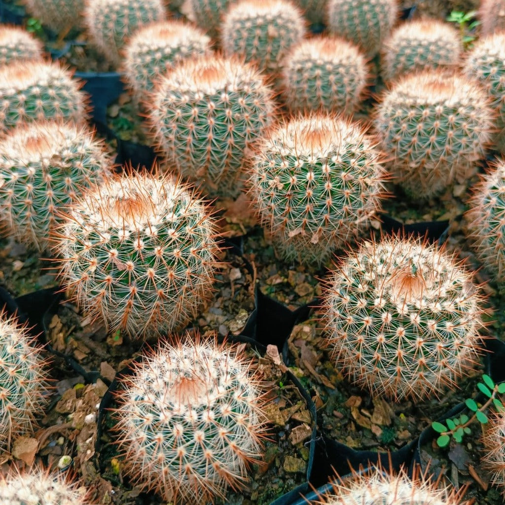  Notocactus Schlosseri Cactus Plant
