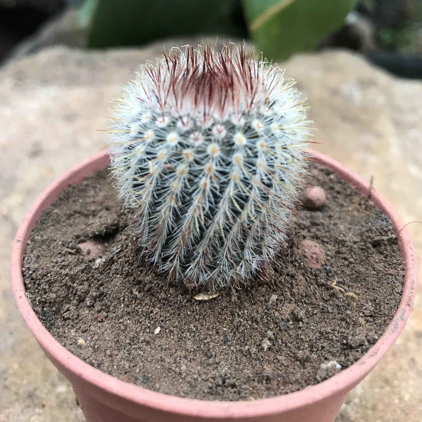  Notocactus Scopa F. Xicoi Silver Ball Cactus Plant