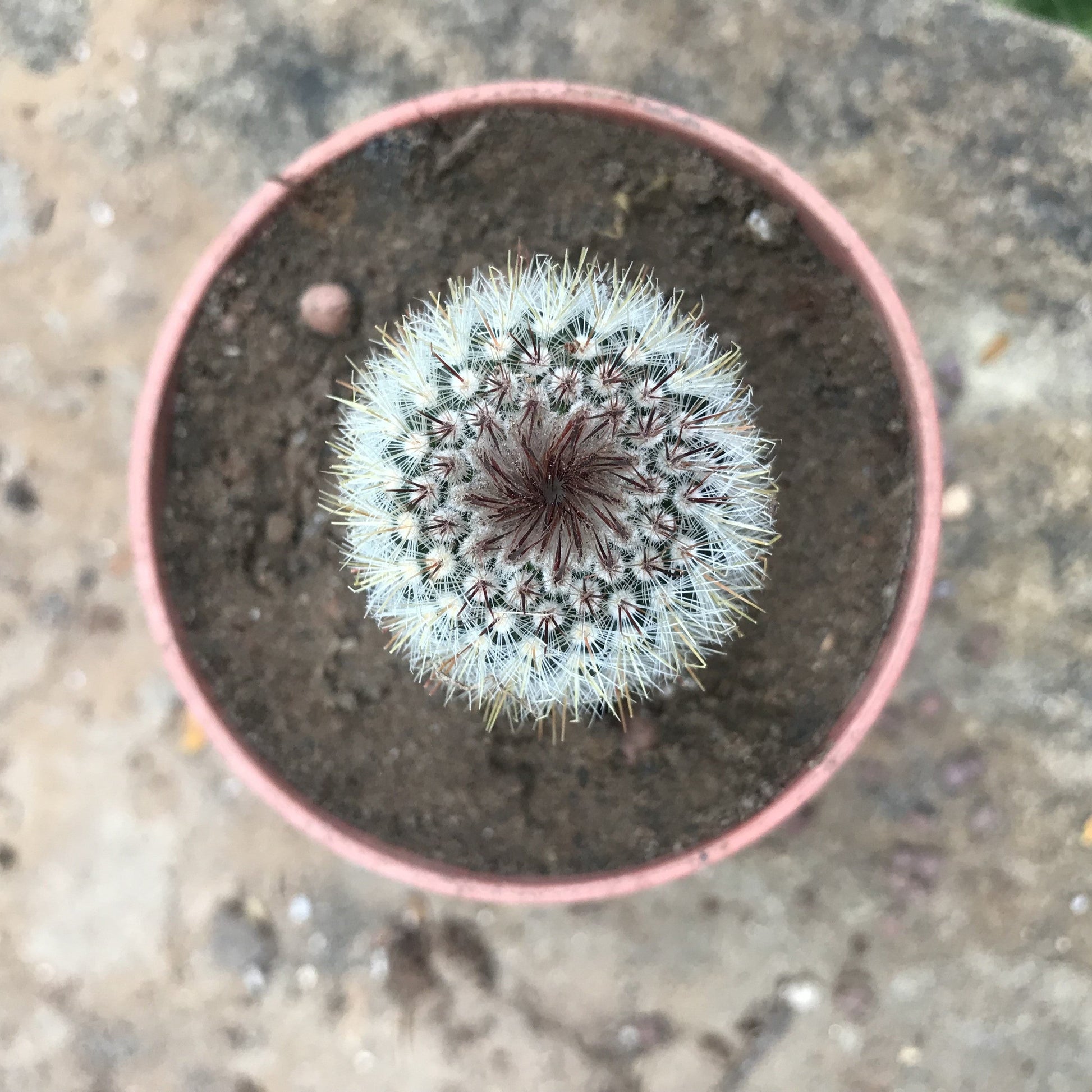  Notocactus Scopa F. Xicoi Silver Ball Cactus Plant