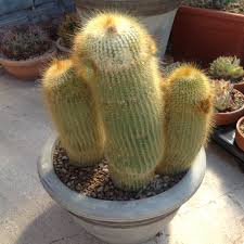  Notocactus Leninghausii Yellow Tower Cactus Plant