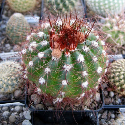  Notocactus Ottonis Ball Cactus Plant
