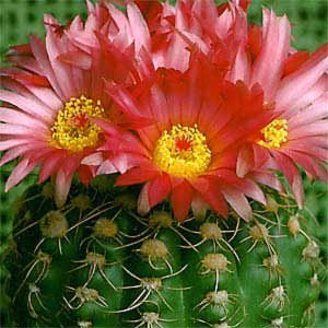  Notocactus Uebelmannianus Parodia Werneri Cactus Plant
