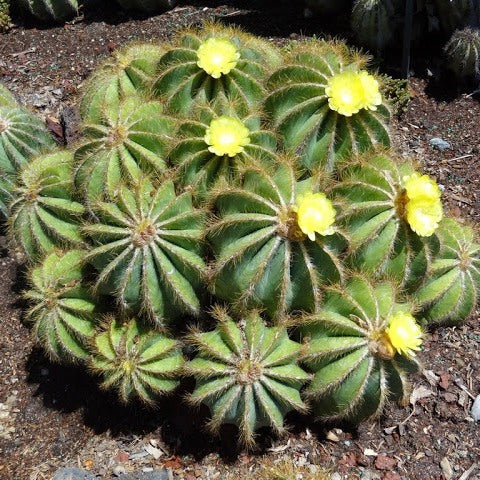  Notocactus Magnificus Balloon Cactus Plant