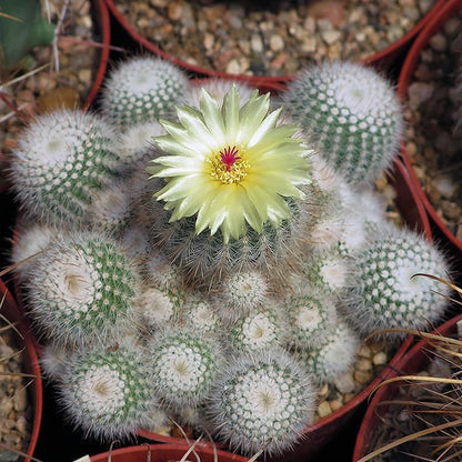  Notocactus Scopa F. Xicoi Silver Ball Cactus Plant