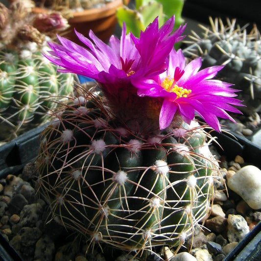  Notocactus Crassigibus Cactus Plant