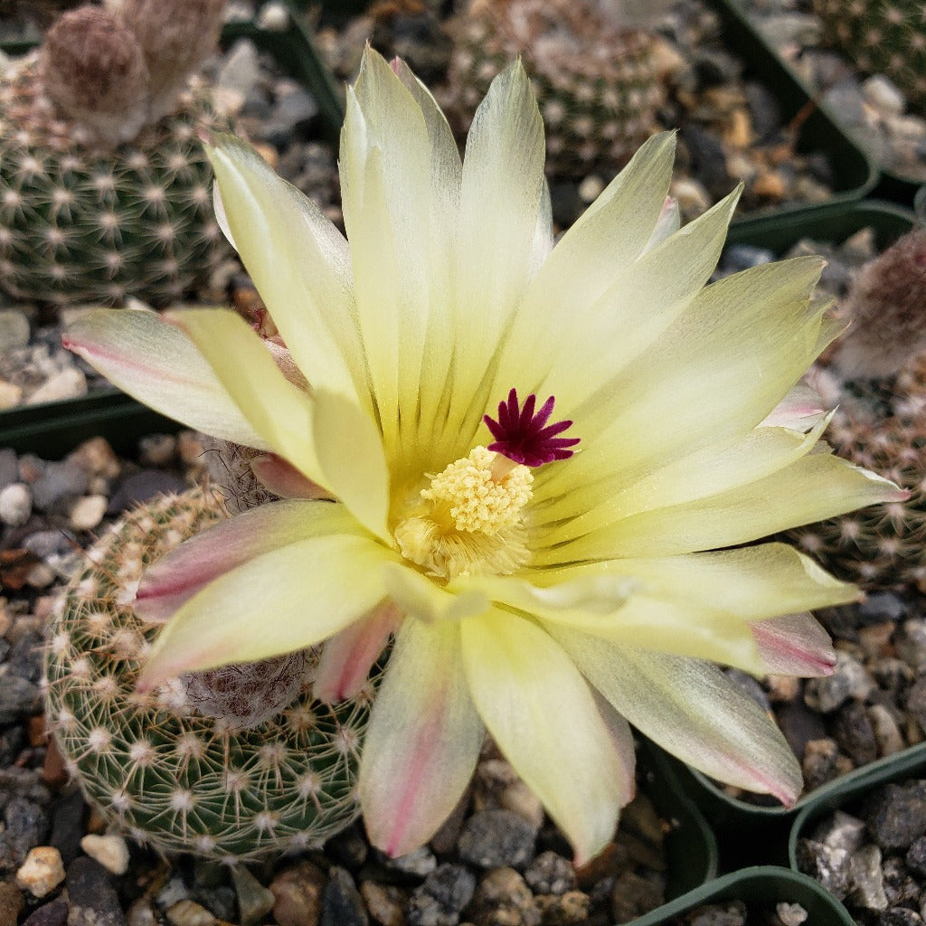 Notocactus Elegans Cactus Plant