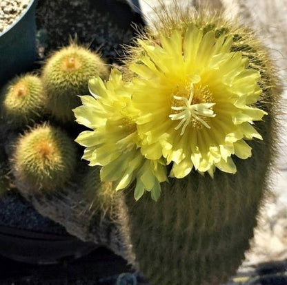  Parodia Leninghausii Clump Cactus Plant