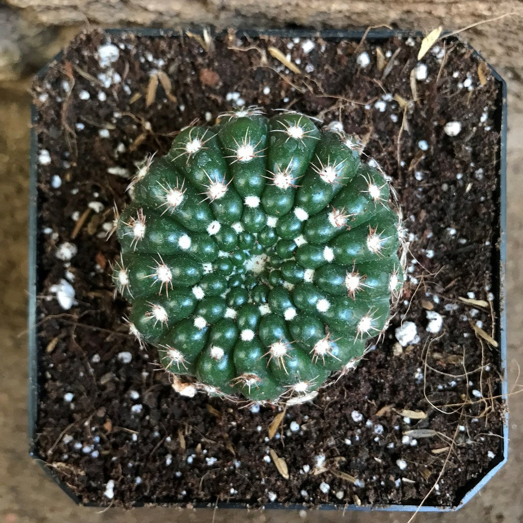  Notocactus Uebelmannianus Parodia Werneri Cactus Plant