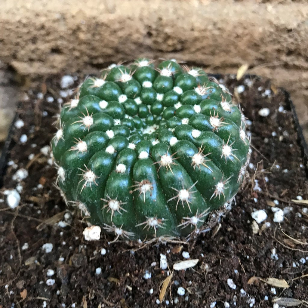  Notocactus Uebelmannianus Parodia Werneri Cactus Plant