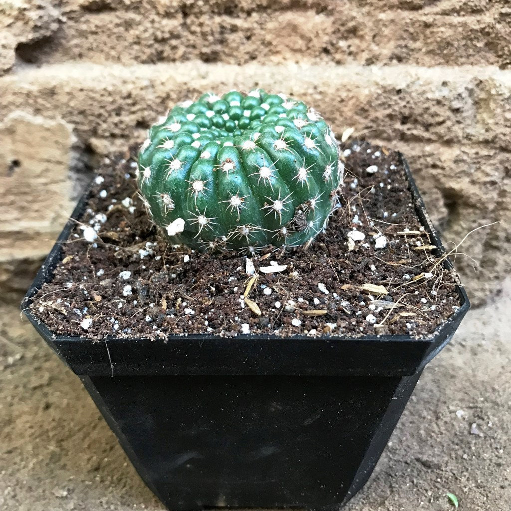  Notocactus Uebelmannianus Parodia Werneri Cactus Plant