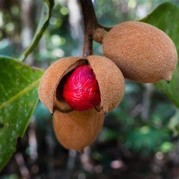  Nutmeg Jiphal Javitri Plant