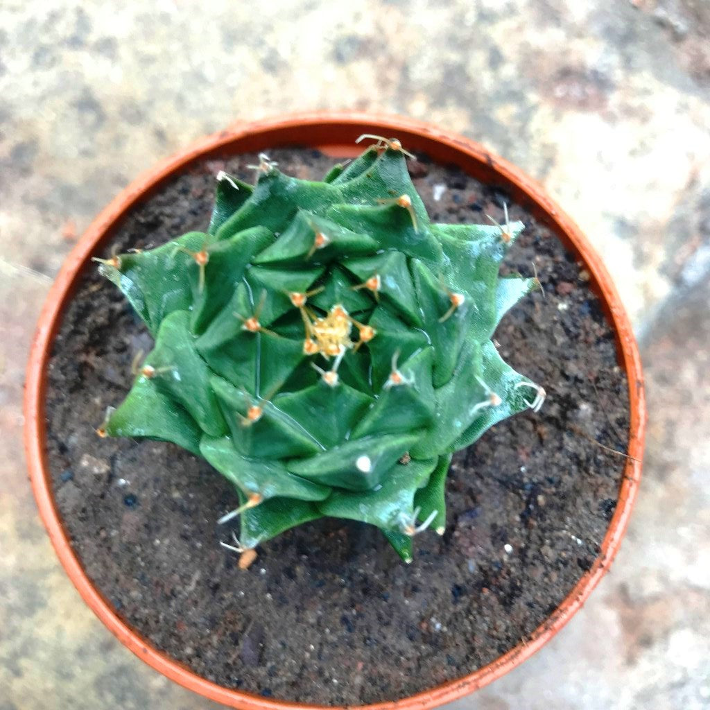  Obregonia Denegrii Cactus Plant