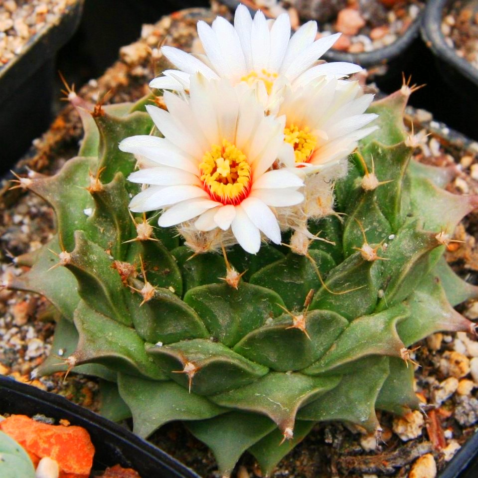  Obregonia Denegrii Cactus Plant
