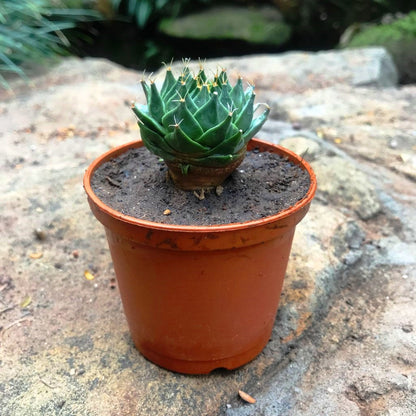  Obregonia Denegrii Cactus Plant