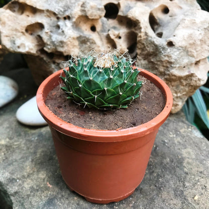  Obregonia Denegrii Cactus Plant