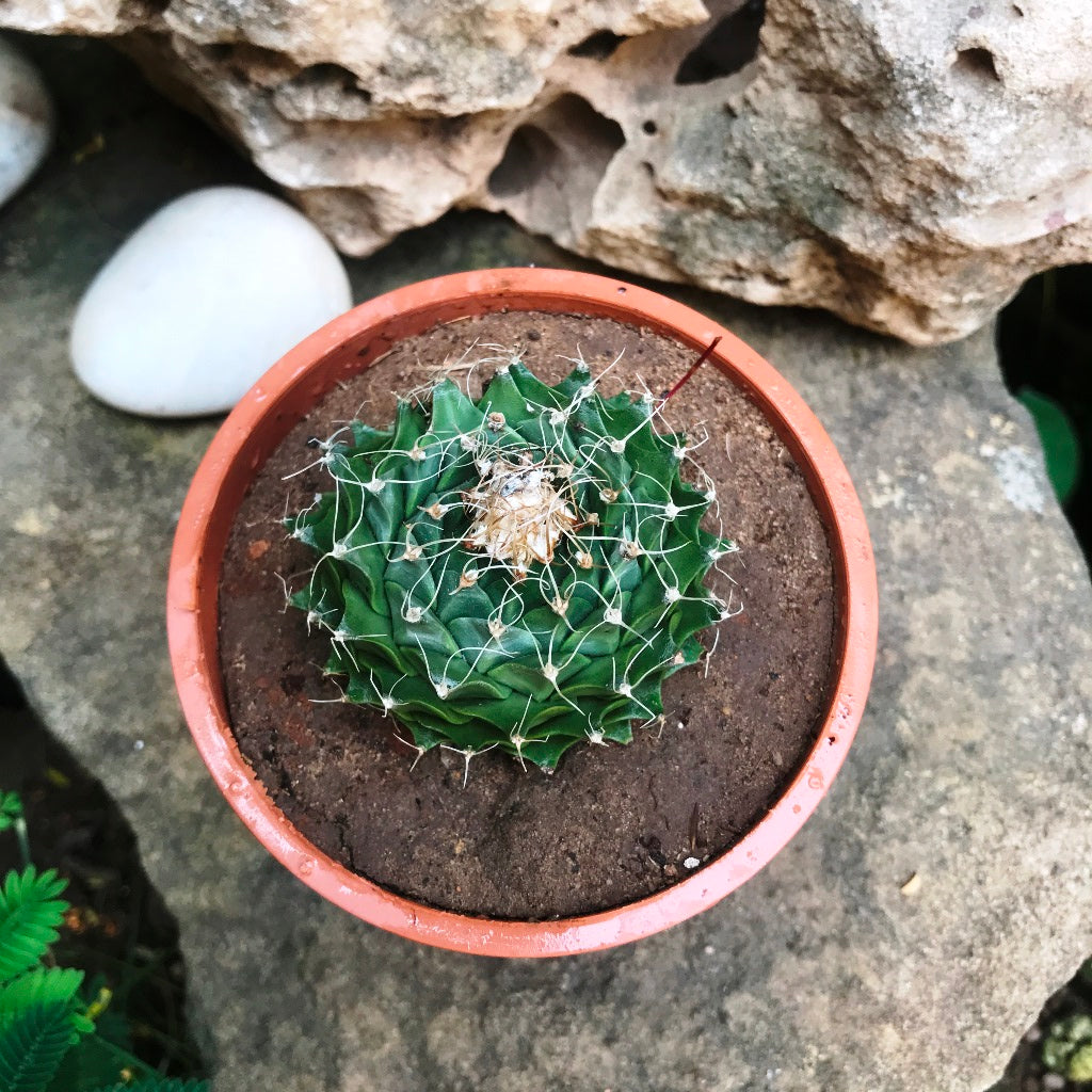  Obregonia Denegrii Cactus Plant