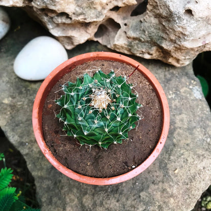  Obregonia Denegrii Cactus Plant