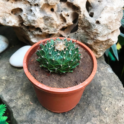  Obregonia Denegrii Cactus Plant