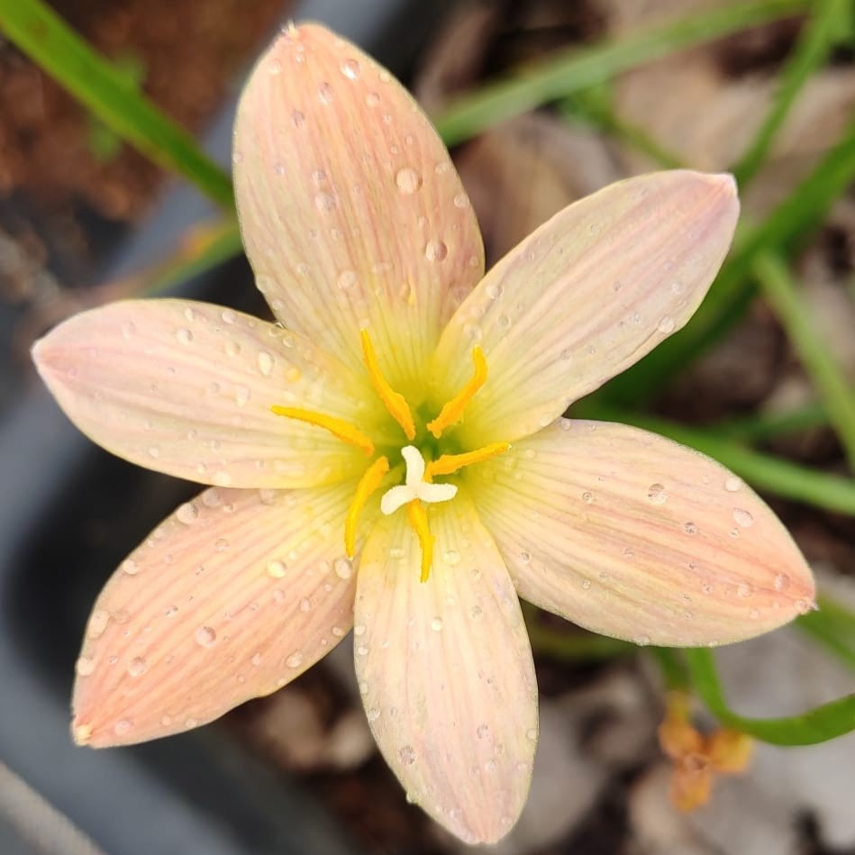  Rain Lily 'Ohras' (Bulbs)