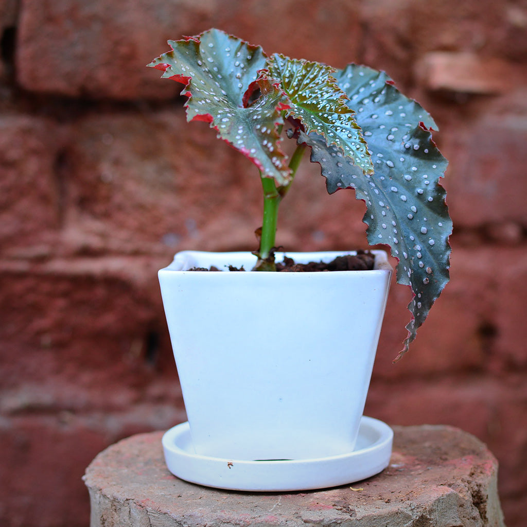  On The Move Ceramic Pot With Tray