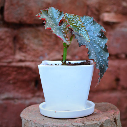  On The Move Ceramic Pot With Tray