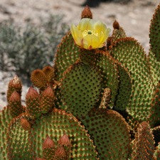  Opuntia Microdasys Rufida Flor Red Bunny Ears Cactus Plant