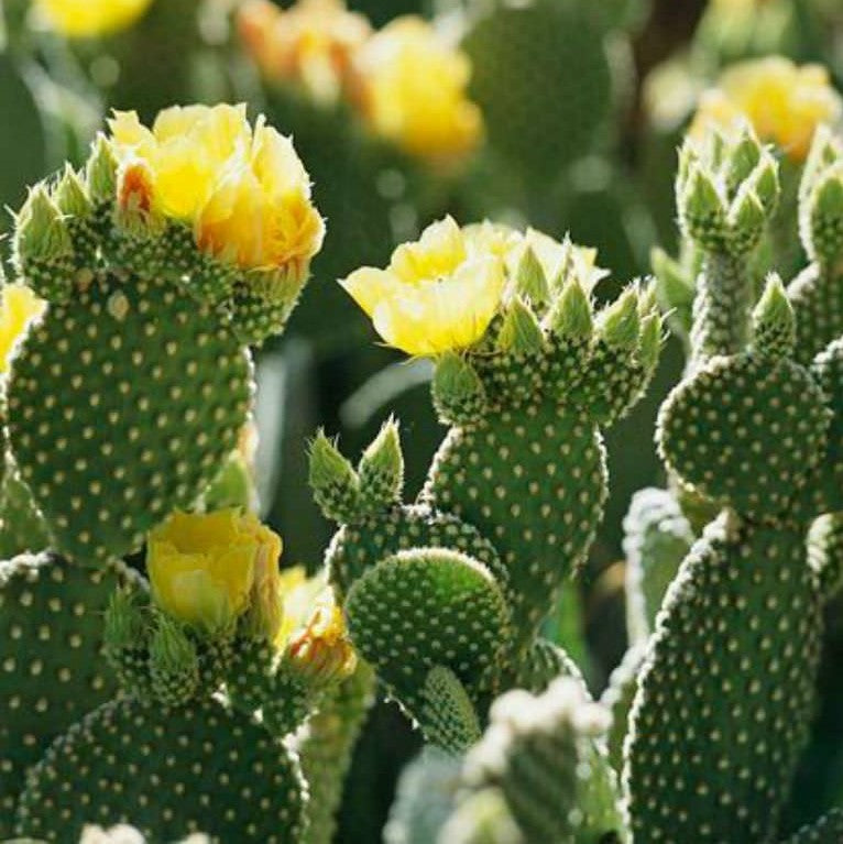  Opuntia Microdasys Alba Spina Bunny Ear Cactus Plant