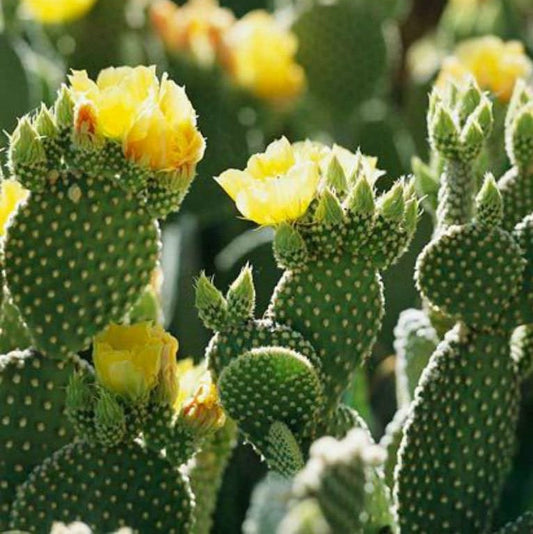  Opuntia Microdasys Var Pallida Polka Dot Cactus Plant