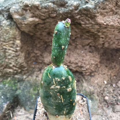  Opuntia Canterae Elata Cactus Plant