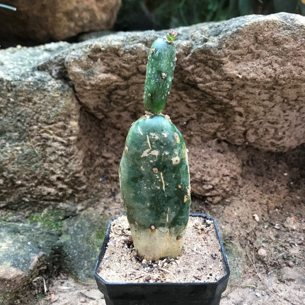  Opuntia Canterae Elata Cactus Plant