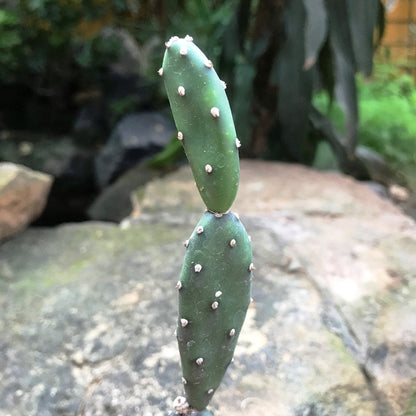  Opuntia Canterae Elata Cactus Plant