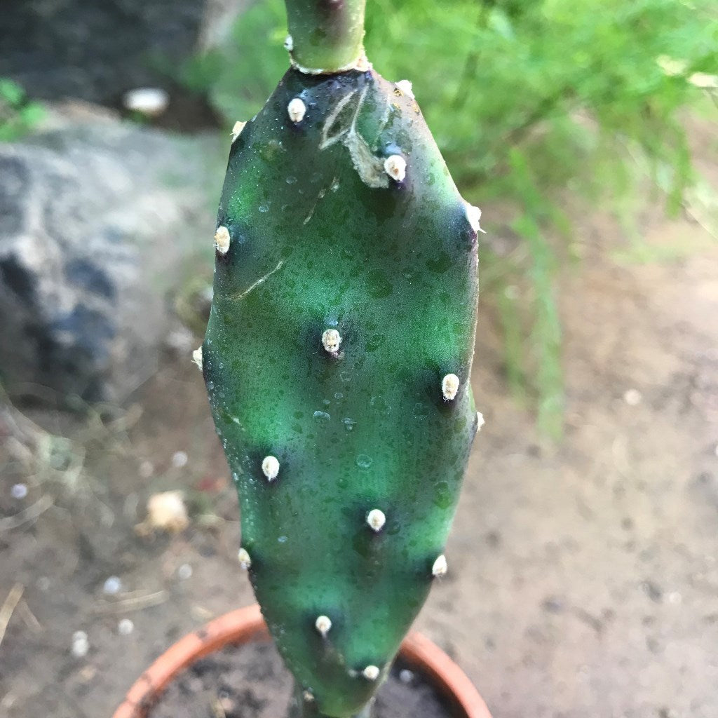  Opuntia Canterae Elata Cactus Plant