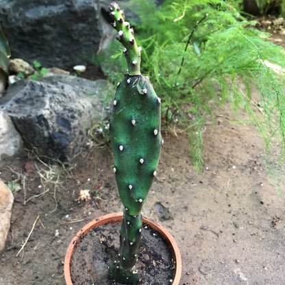  Opuntia Canterae Elata Cactus Plant