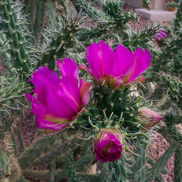  Austrocylindropuntia Cylindrica Cane Cactus Plant