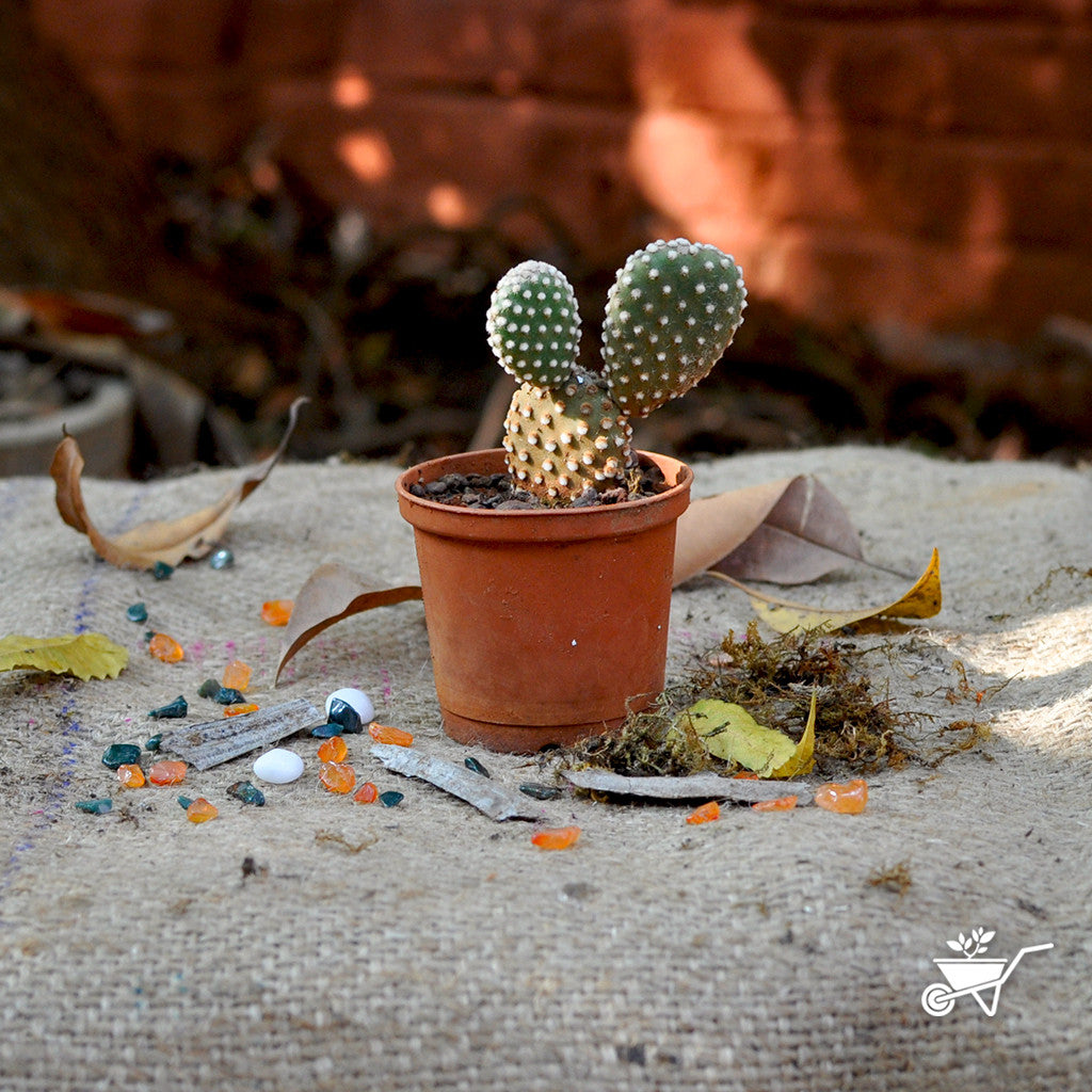  Opuntia Microdasys Alba Spina Bunny Ear Cactus Plant