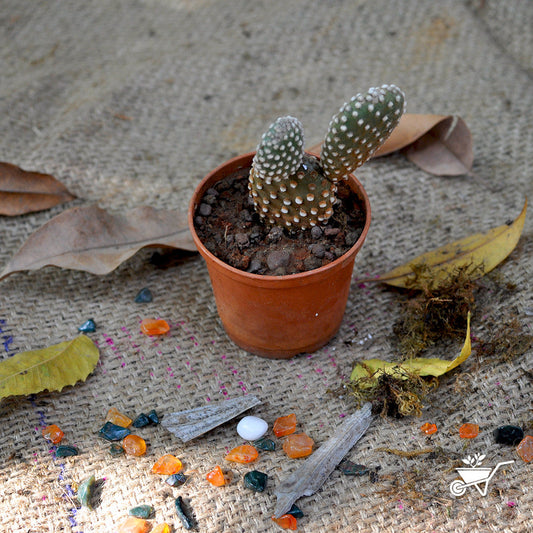  Opuntia Microdasys Alba Spina Bunny Ear Cactus Plant