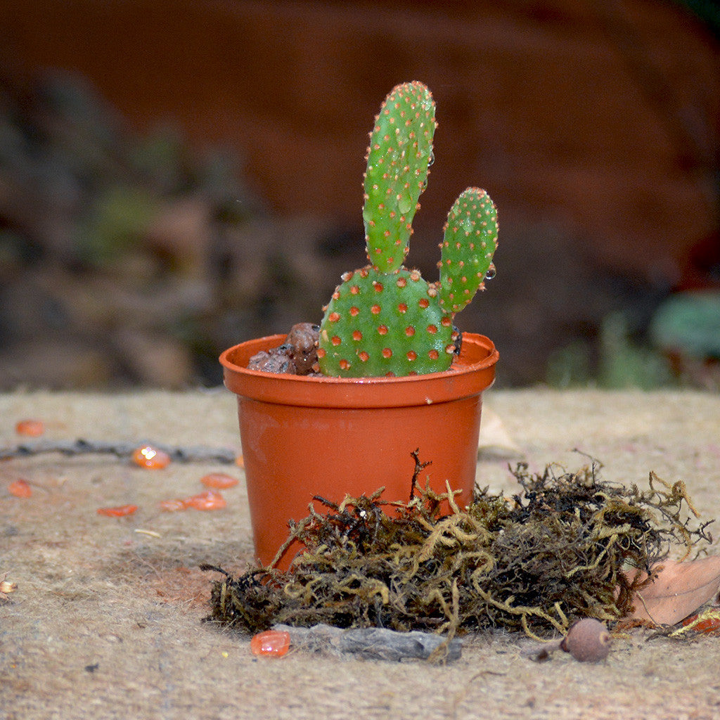  Opuntia Microdasys Rufida Flor Red Bunny Ears Cactus Plant