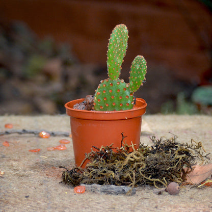  Opuntia Microdasys Rufida Flor Red Bunny Ears Cactus Plant