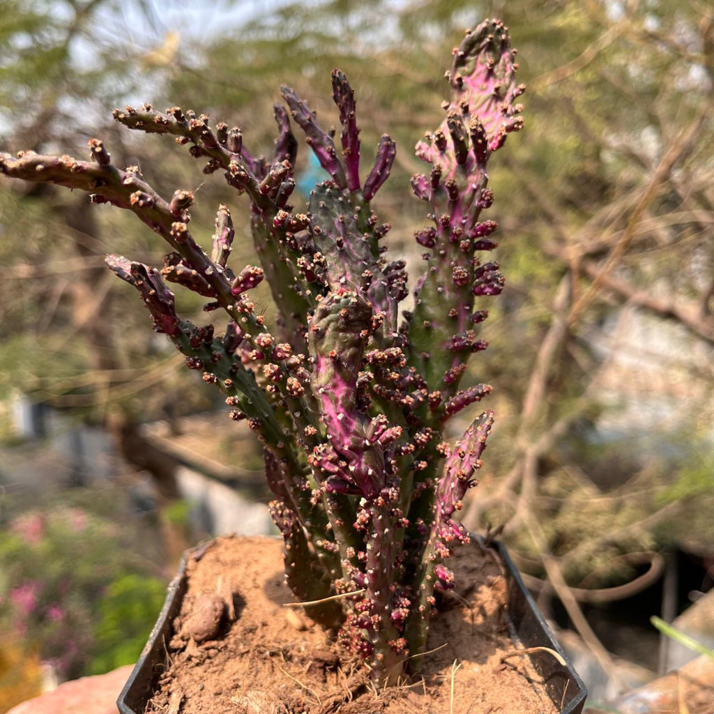  Opuntia Monacantha F. Monstruosa Variegata Cactus Plant