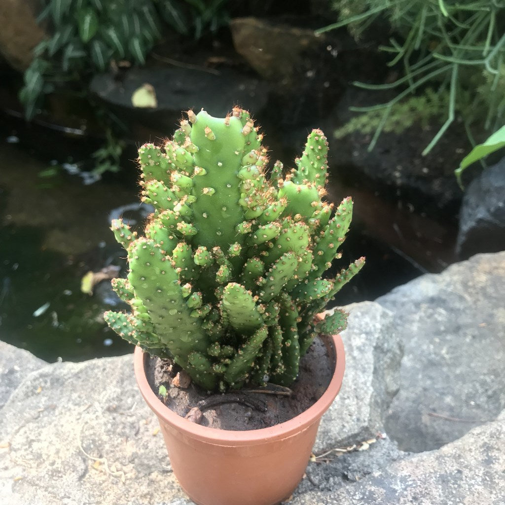  Opuntia Monacantha F. Monstruosa Variegata Cactus Plant