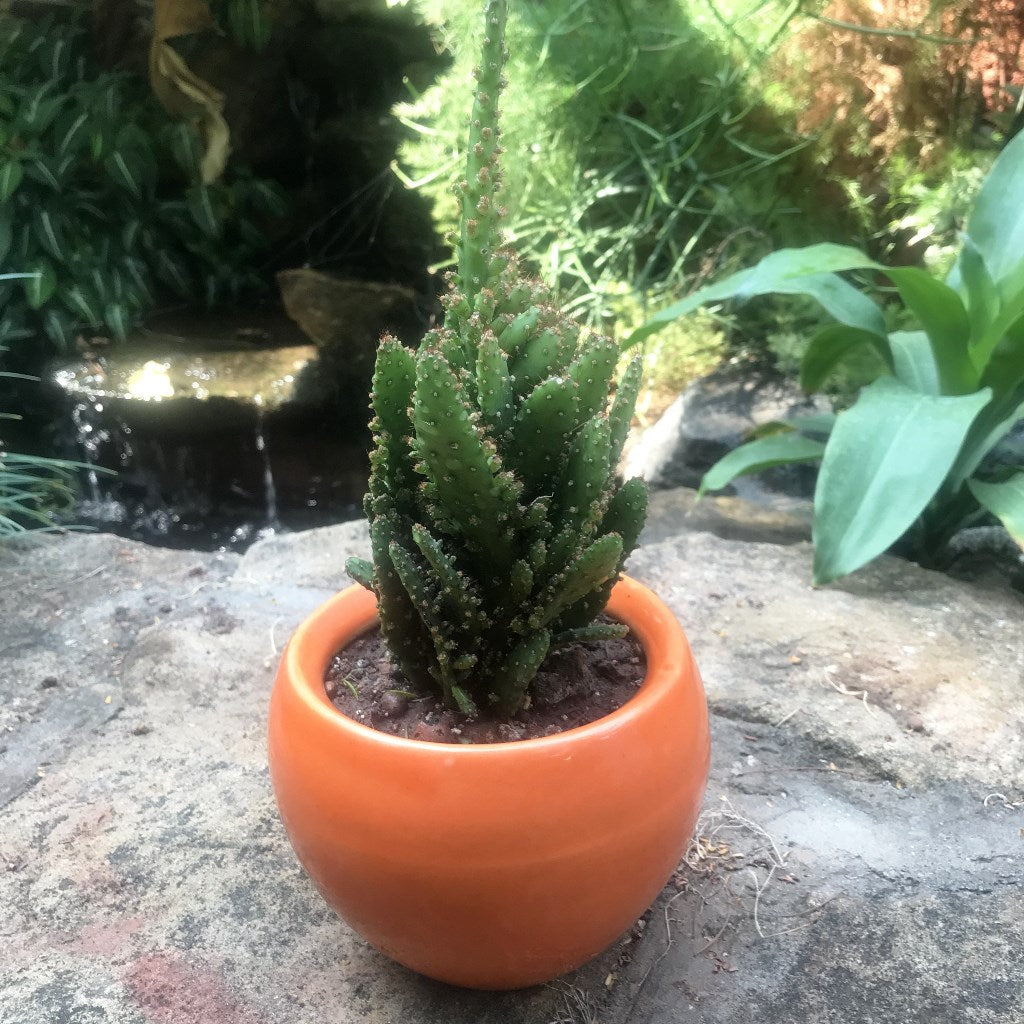  Opuntia Monacantha F. Monstruosa Variegata Cactus Plant
