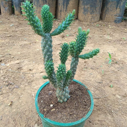  Austrocylindropuntia Cylindrica Cane Cactus Plant