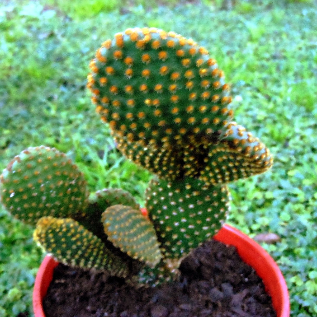 Opuntia Microdasys Var Pallida Polka Dot Cactus Plant