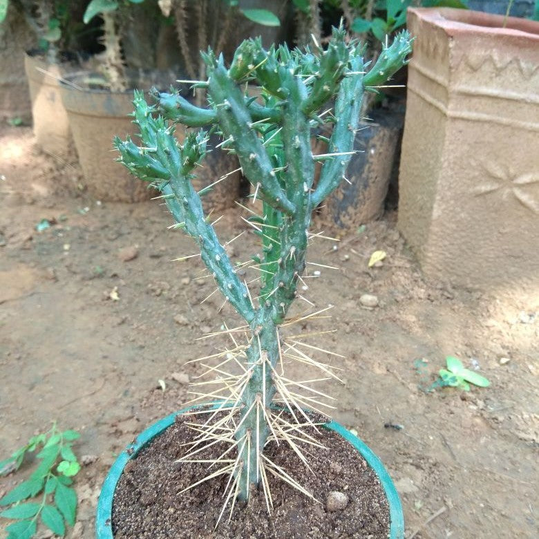  Cylindropuntia Tunicata Cactus Plant