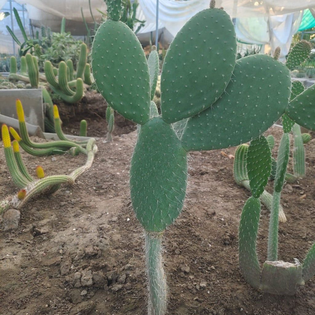  Opuntia Leucotricha Cactus Plant