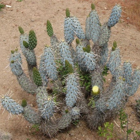  Miqueliopuntia Miquelii Cactus Plant