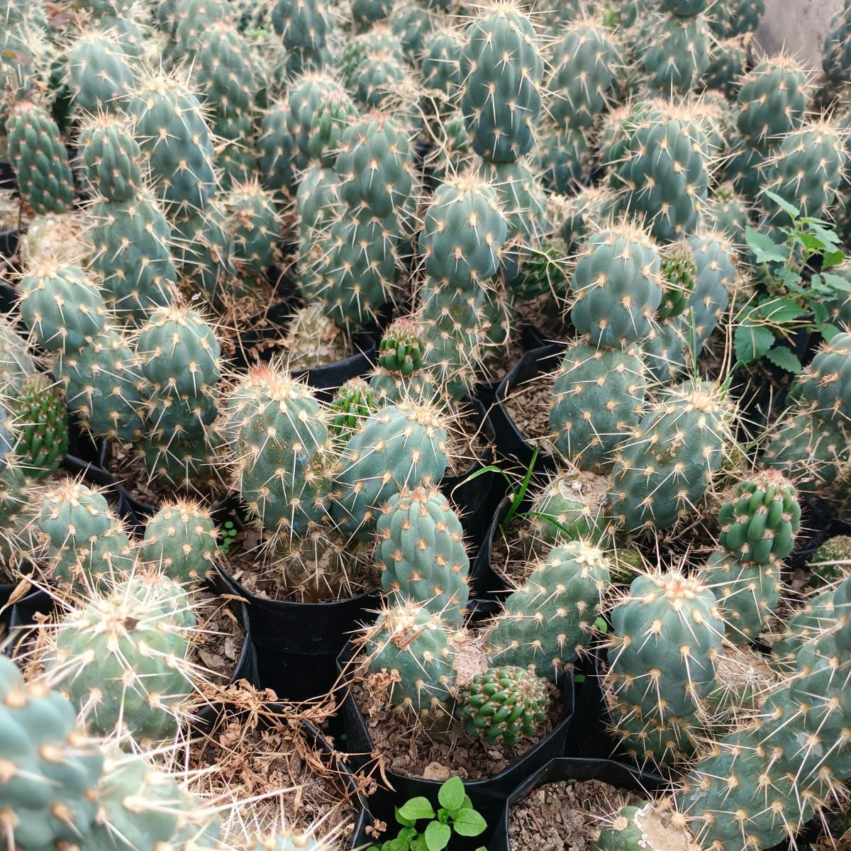  Miqueliopuntia Miquelii Cactus Plant