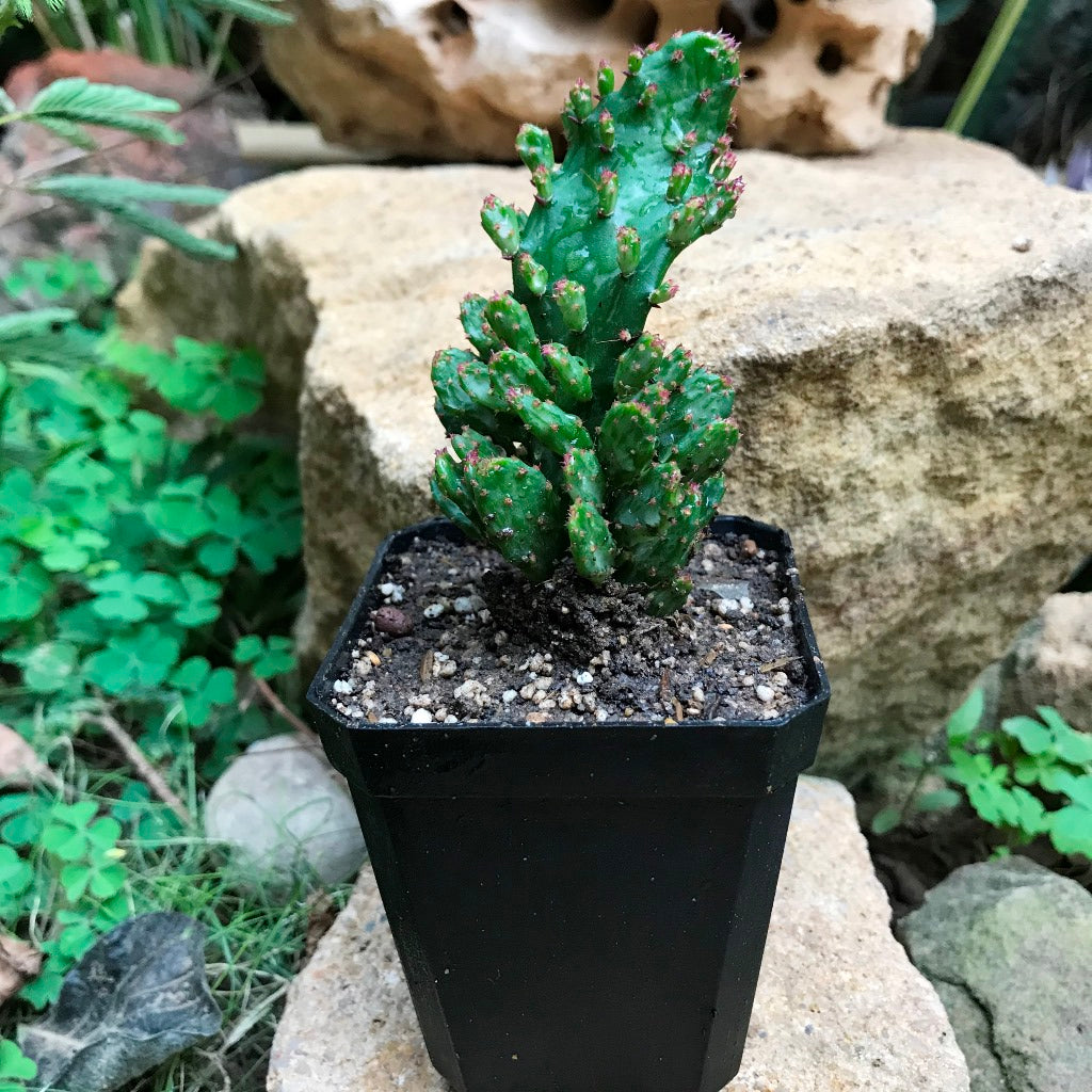  Opuntia Monacantha F. Monstruosa Variegata Cactus Plant