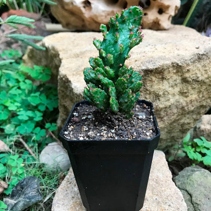  Opuntia Monacantha F. Monstruosa Variegata Cactus Plant