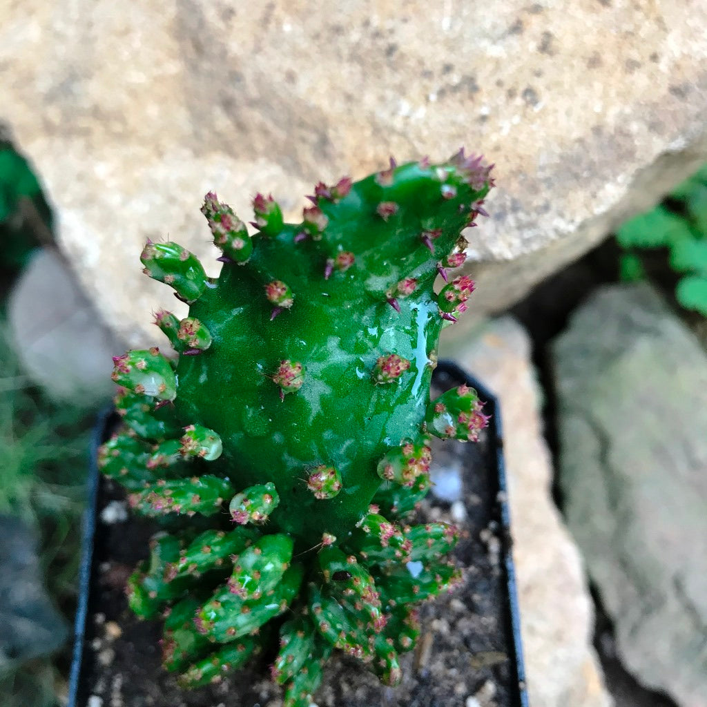  Opuntia Monacantha F. Monstruosa Variegata Cactus Plant
